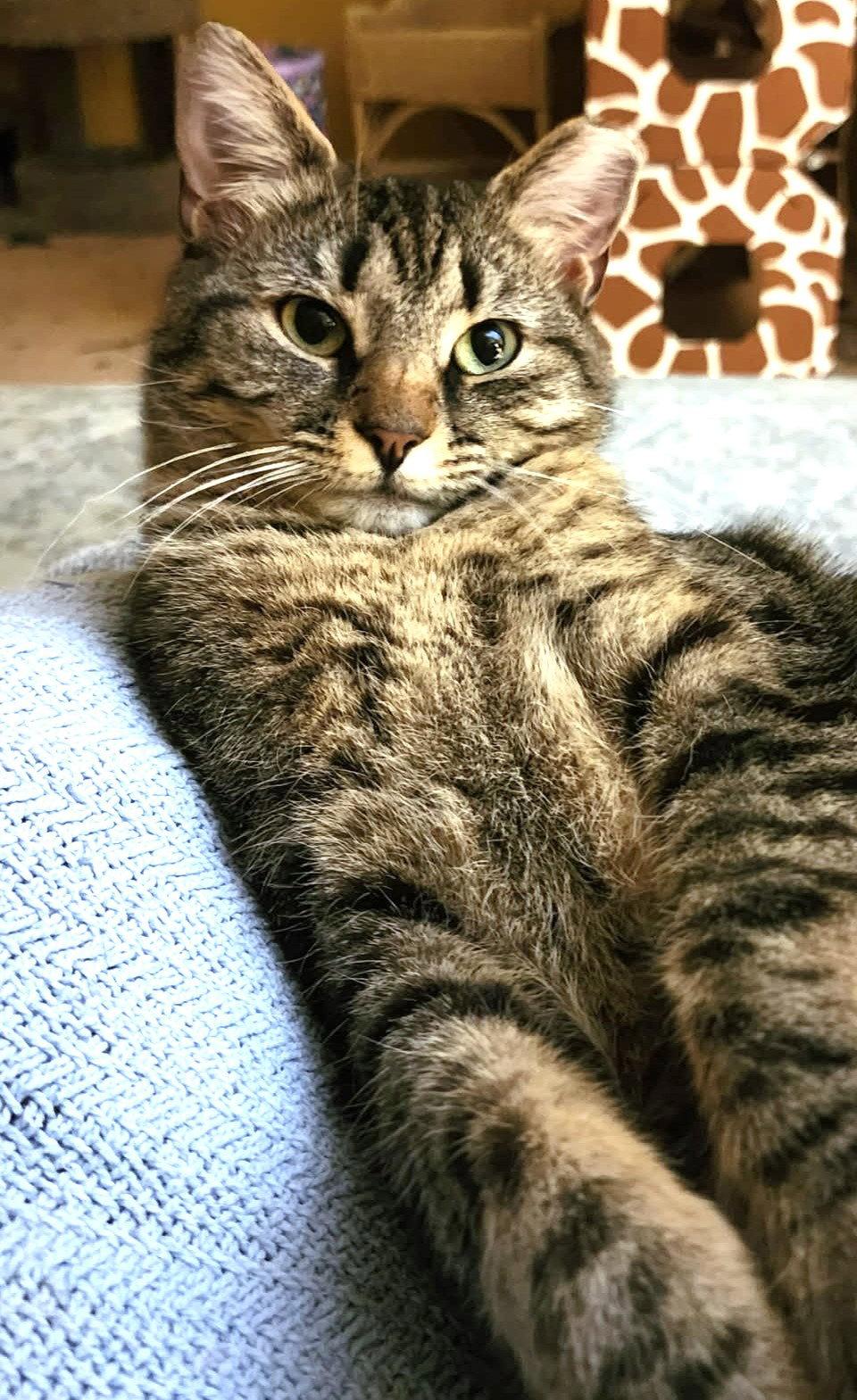Lea, a Adoptable Domestic Short Hair in Reston, VA image 1/3