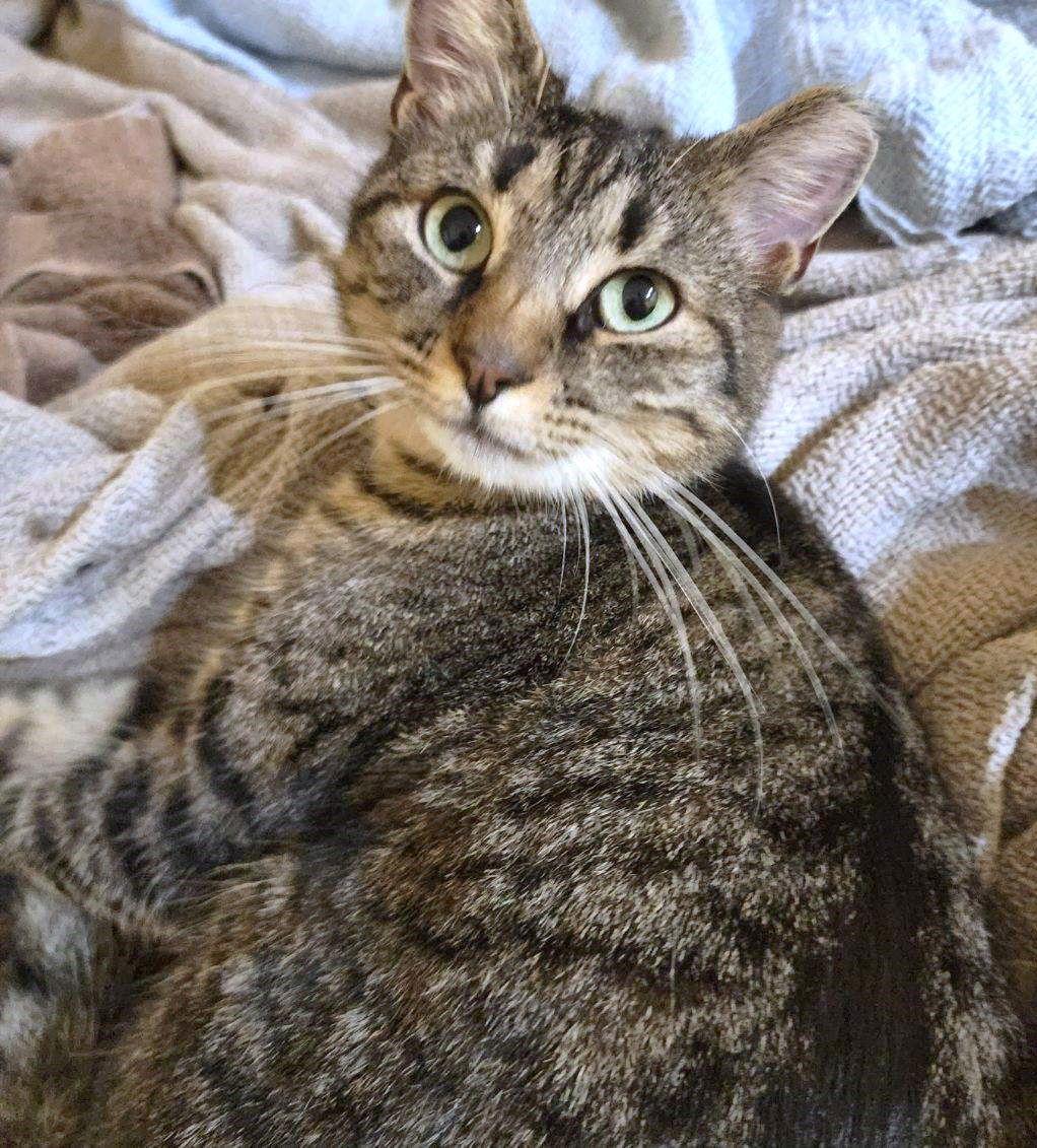 Enlarge Lea, a Adoptable Domestic Short Hair in Reston, VA image 3/3