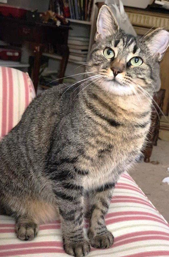 Enlarge Lea, a Adoptable Domestic Short Hair in Reston, VA image 3/3