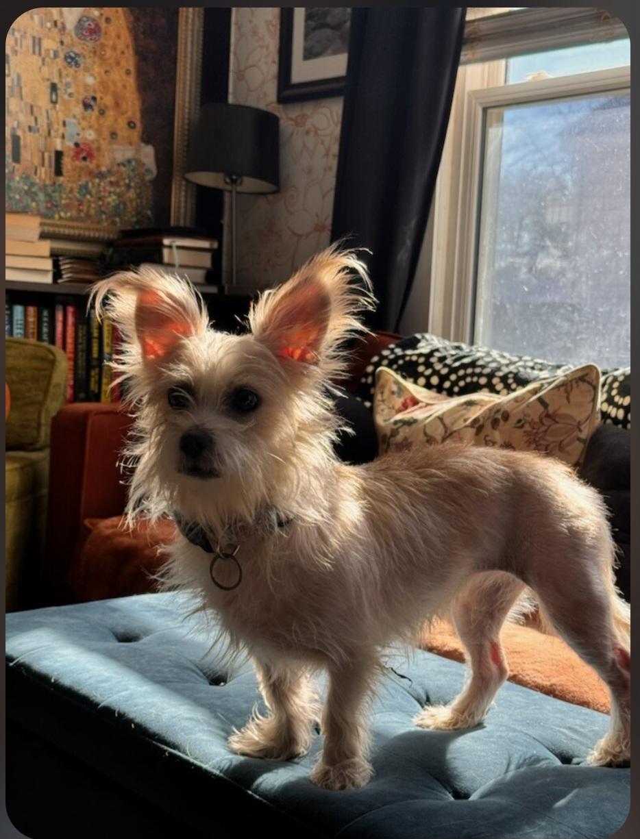 Biscuit, an adopted mixed breed in Greenville, SC image 2/2