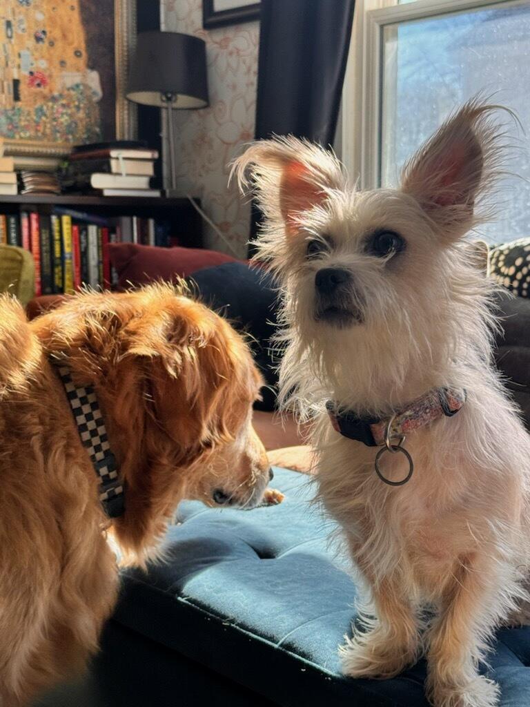 Biscuit, an adopted mixed breed in Greenville, SC image 1/2