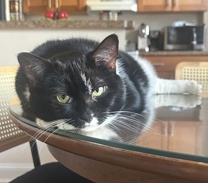 Enlarge Nija, a Adoptable mixed breed in Washington, DC image 1/5