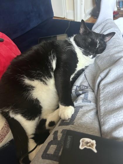 Enlarge Nija, a Adoptable mixed breed in Washington, DC image 2/5