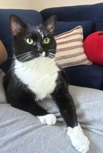 Enlarge Nija, a Adoptable mixed breed in Washington, DC image 3/5