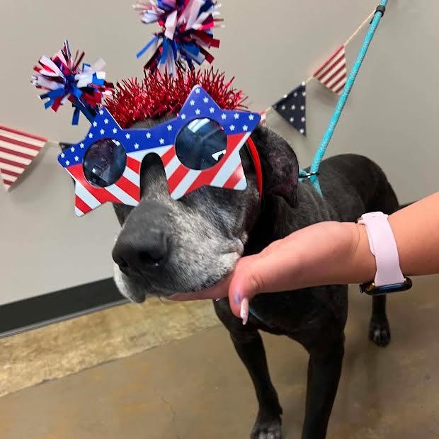 Lilly, a ADOPTABLE mixed breed in Austin, AR image 2/3