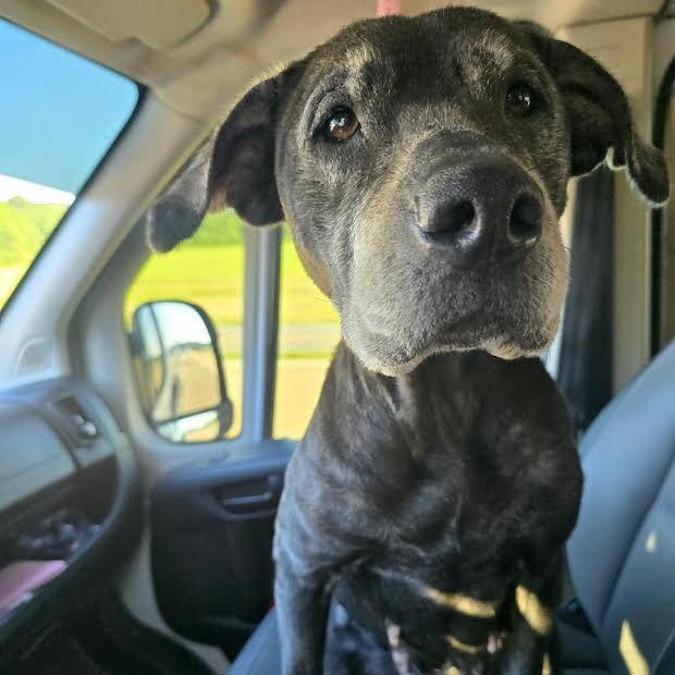 Lilly, a ADOPTABLE mixed breed in Austin, AR image 1/3