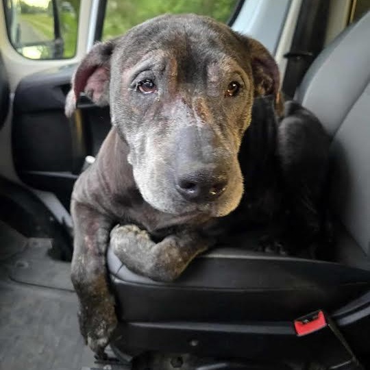 Lilly, a ADOPTABLE mixed breed in Austin, AR image 3/3
