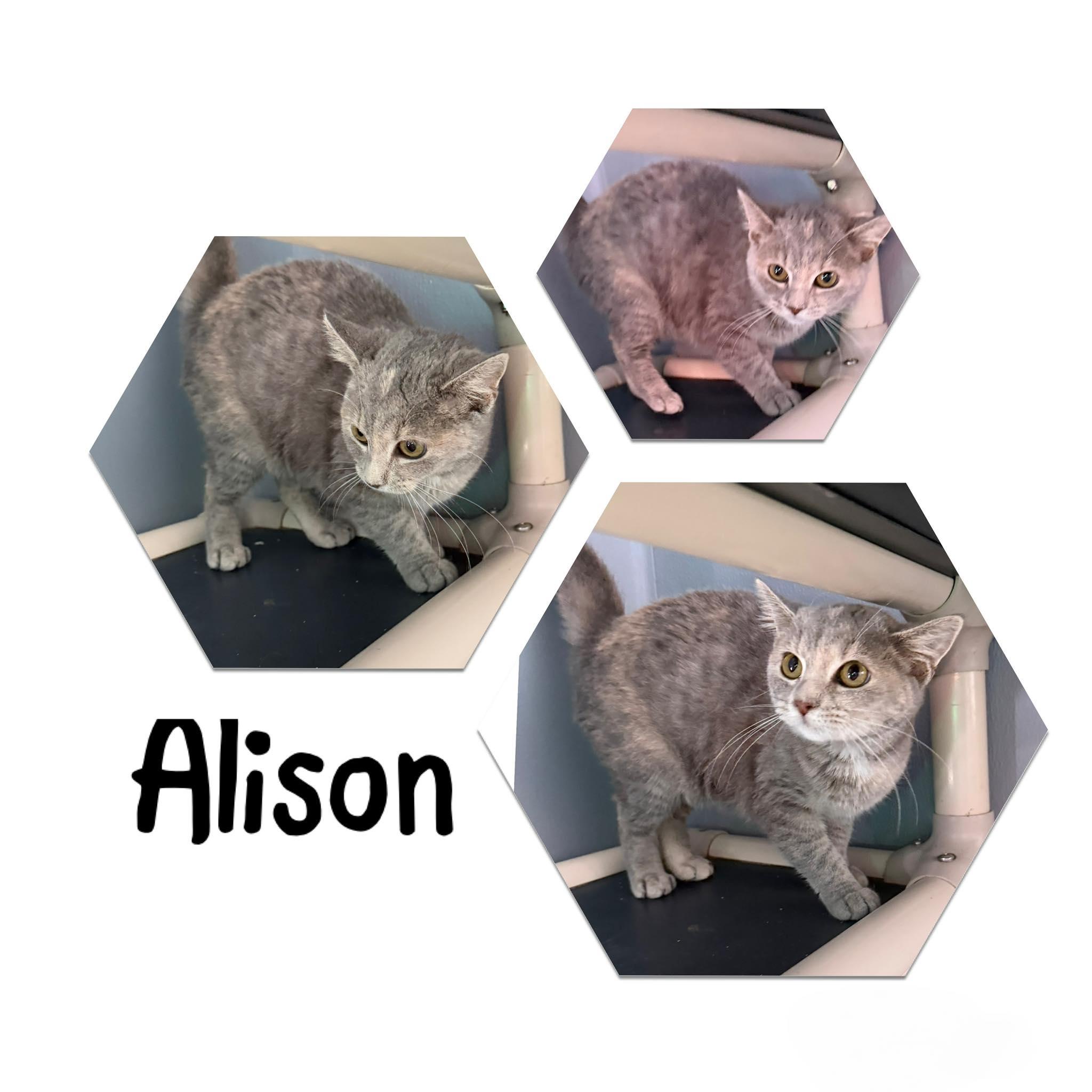 Enlarge Alison, a ADOPTABLE Domestic Short Hair in Saint James, MO image 1/1