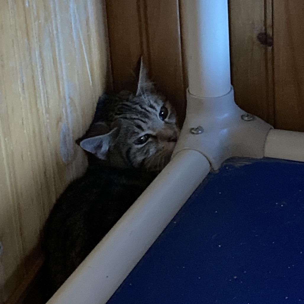 Comfort, Adoptable, Young Female Domestic Short Hair.