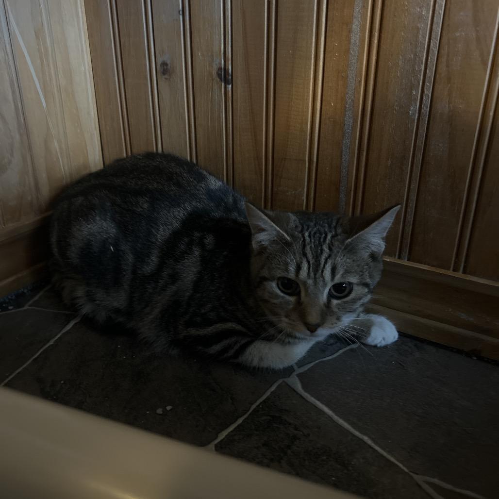 Enlarge Comfort, a Adoptable Domestic Short Hair in Marion, IL image 2/3