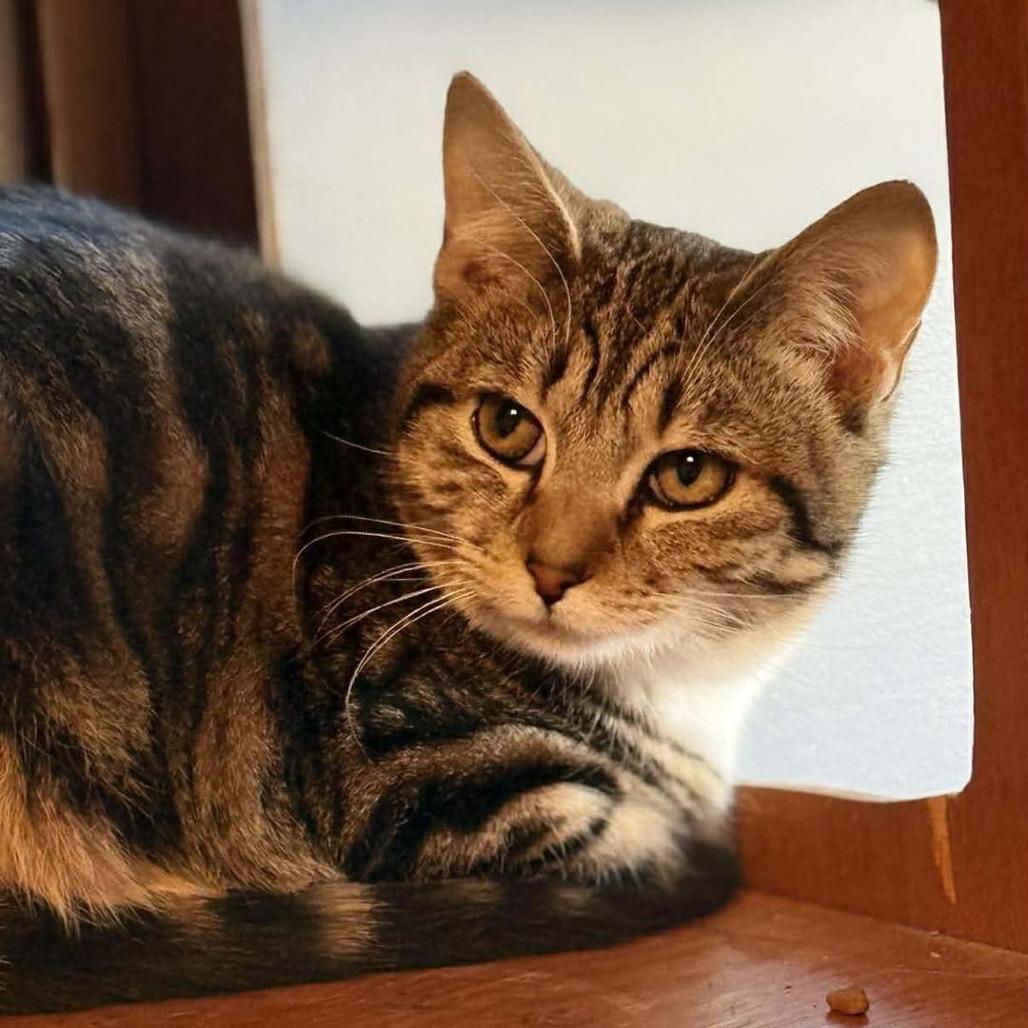 Enlarge Comfort, a Adoptable Domestic Short Hair in Marion, IL image 3/3