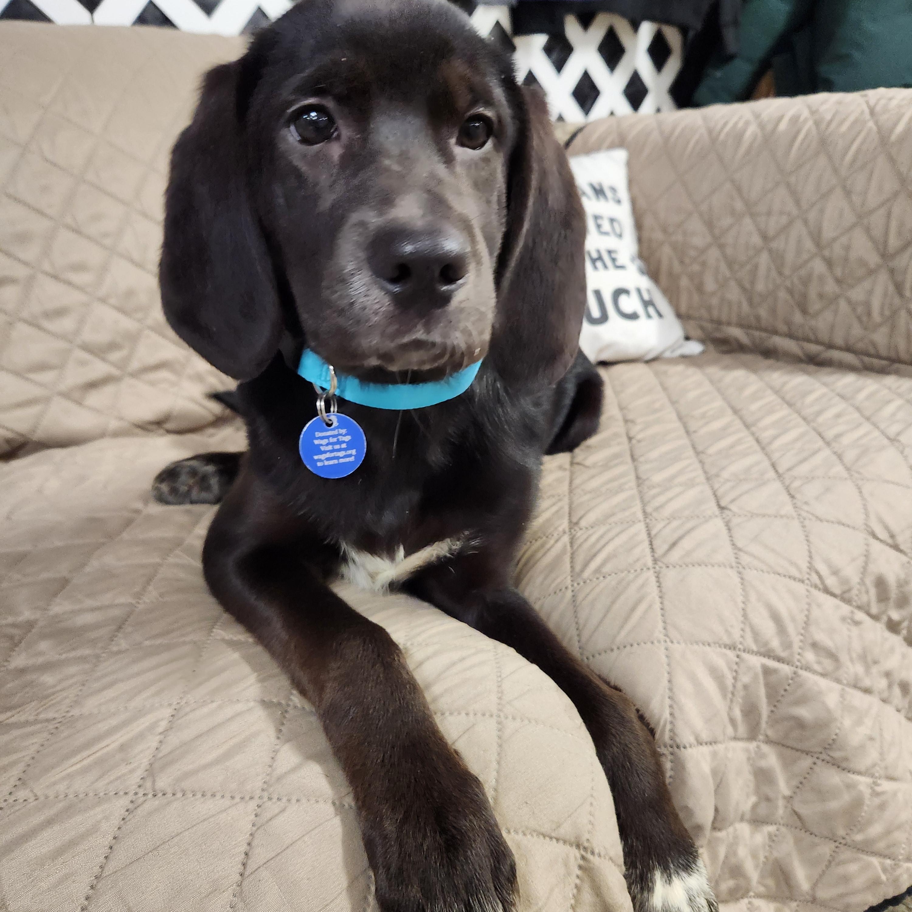 Enlarge Gina, a Adoptable mixed breed in Cedar Rapids, IA image 1/6