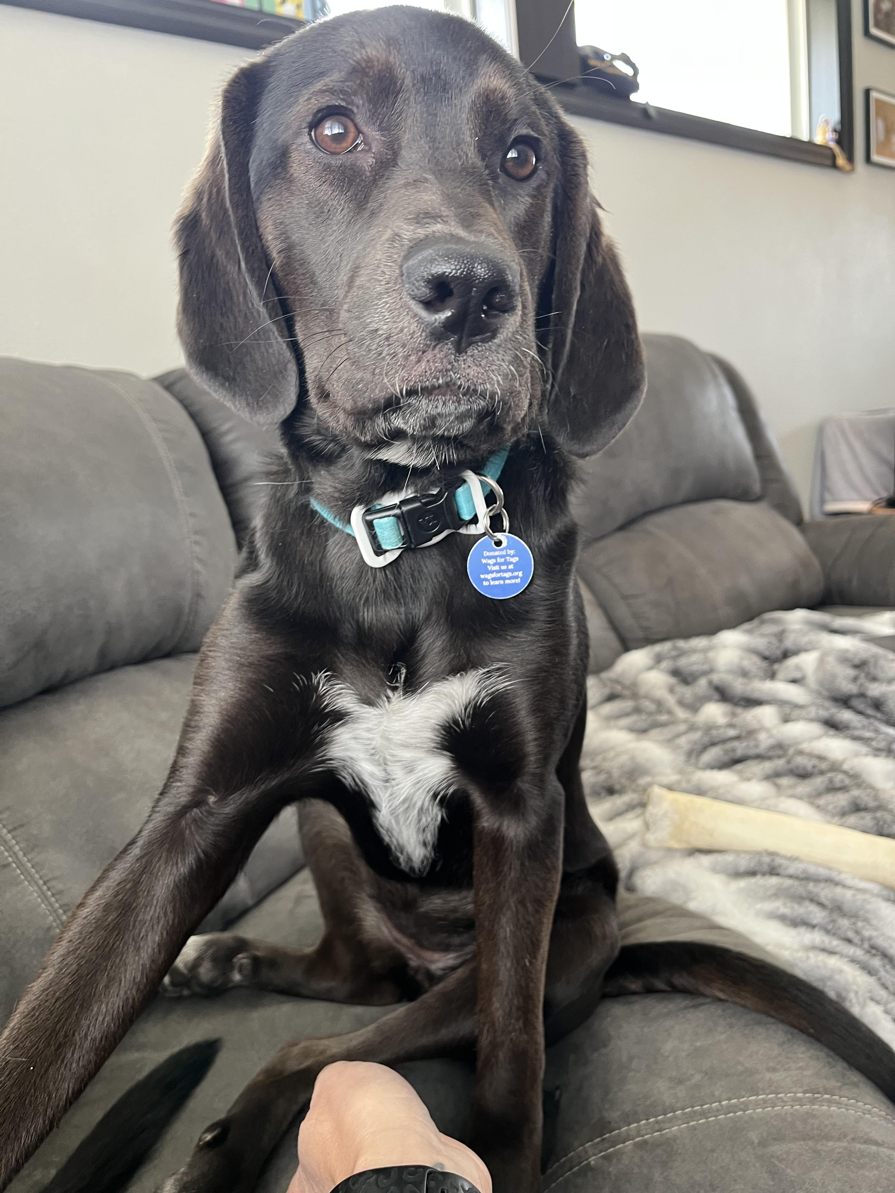 Gina, adoptable, Puppy Female Labrador Retriever & Hound.