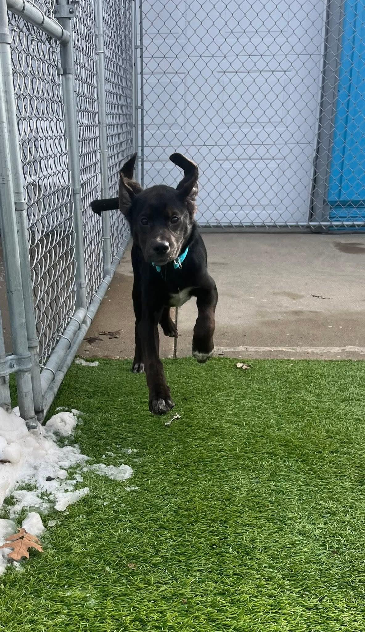 Enlarge Gina, a Adoptable mixed breed in Cedar Rapids, IA image 6/6