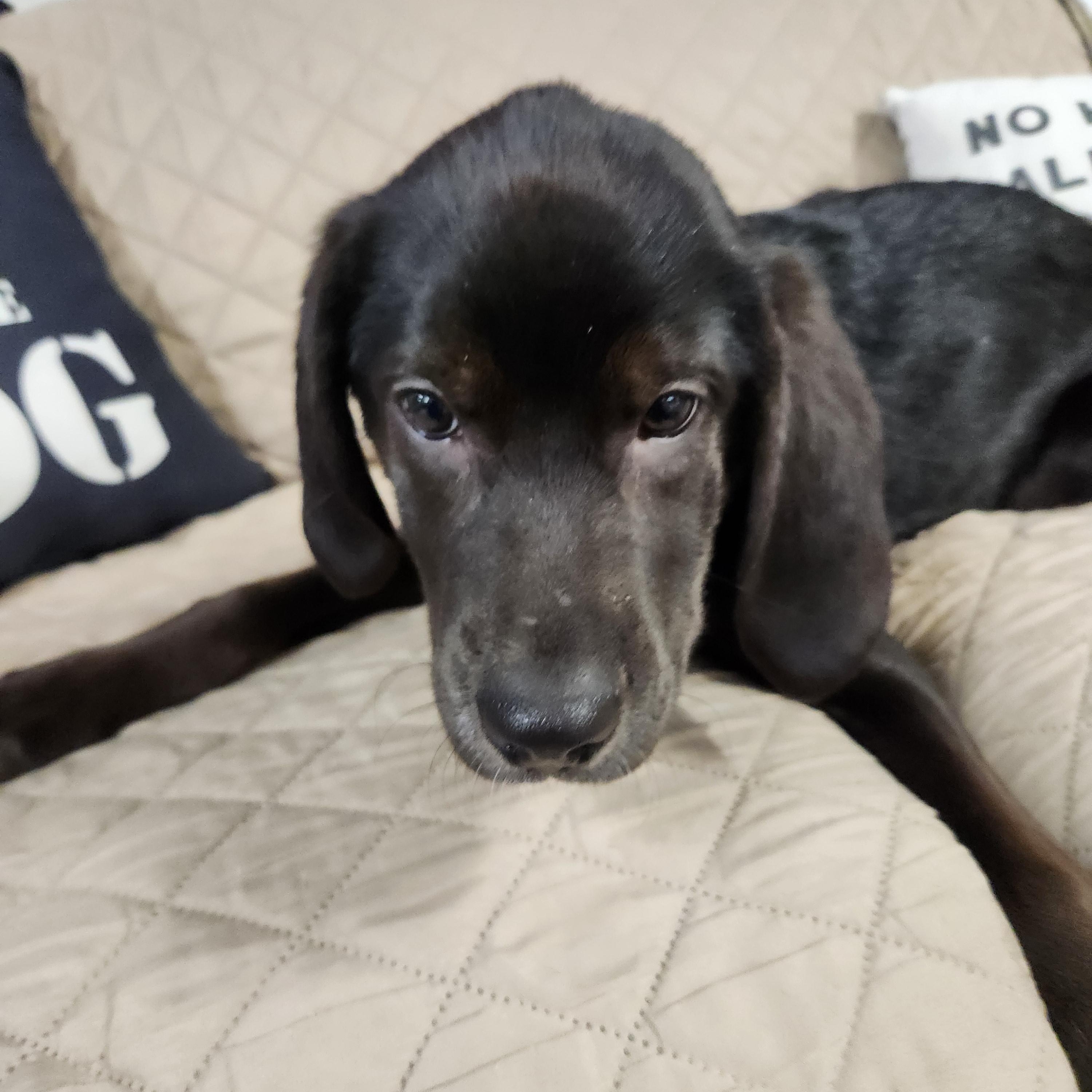 Enlarge Gina, a Adoptable mixed breed in Cedar Rapids, IA image 4/6