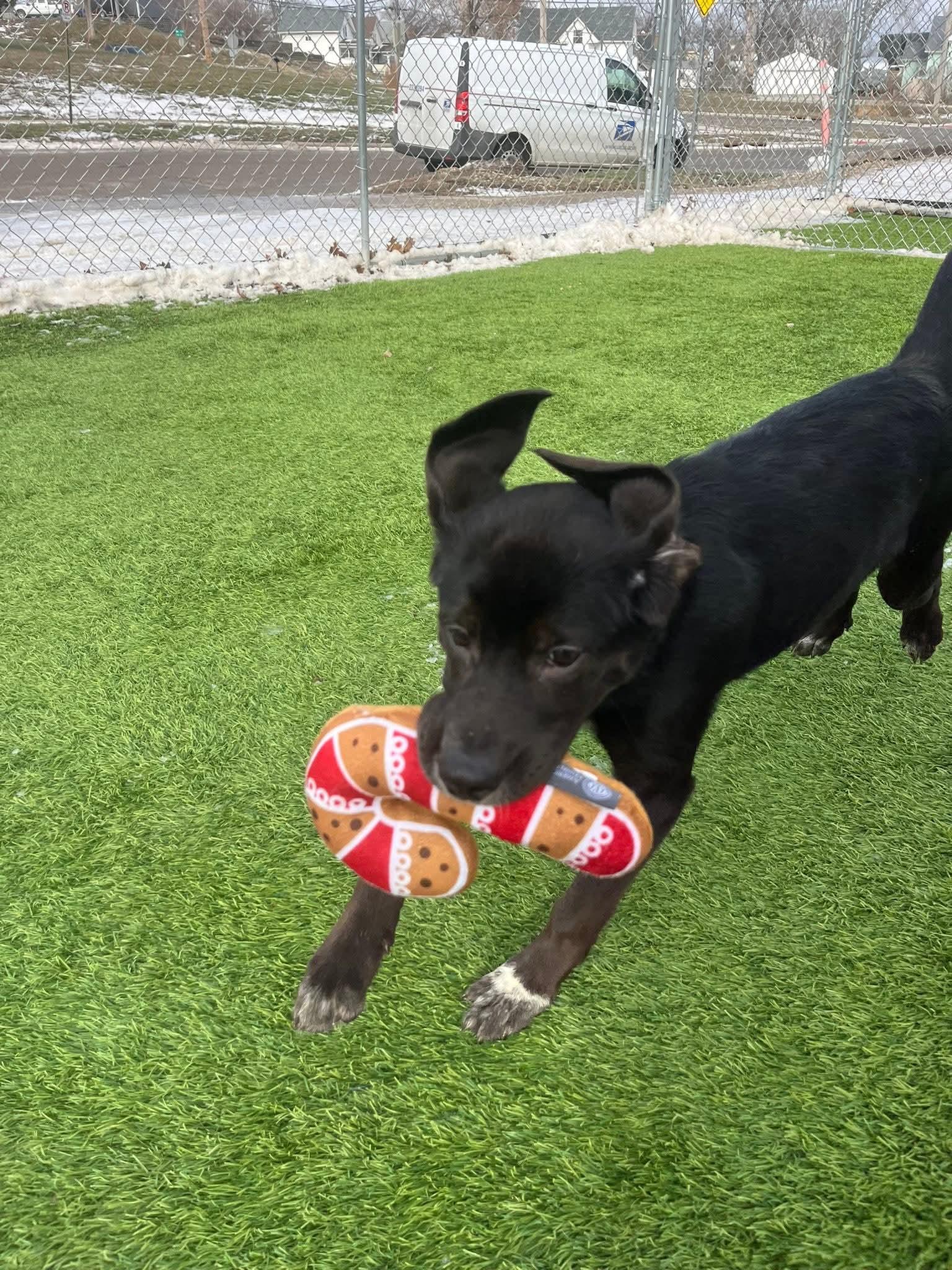 Enlarge Gina, a Adoptable mixed breed in Cedar Rapids, IA image 5/6