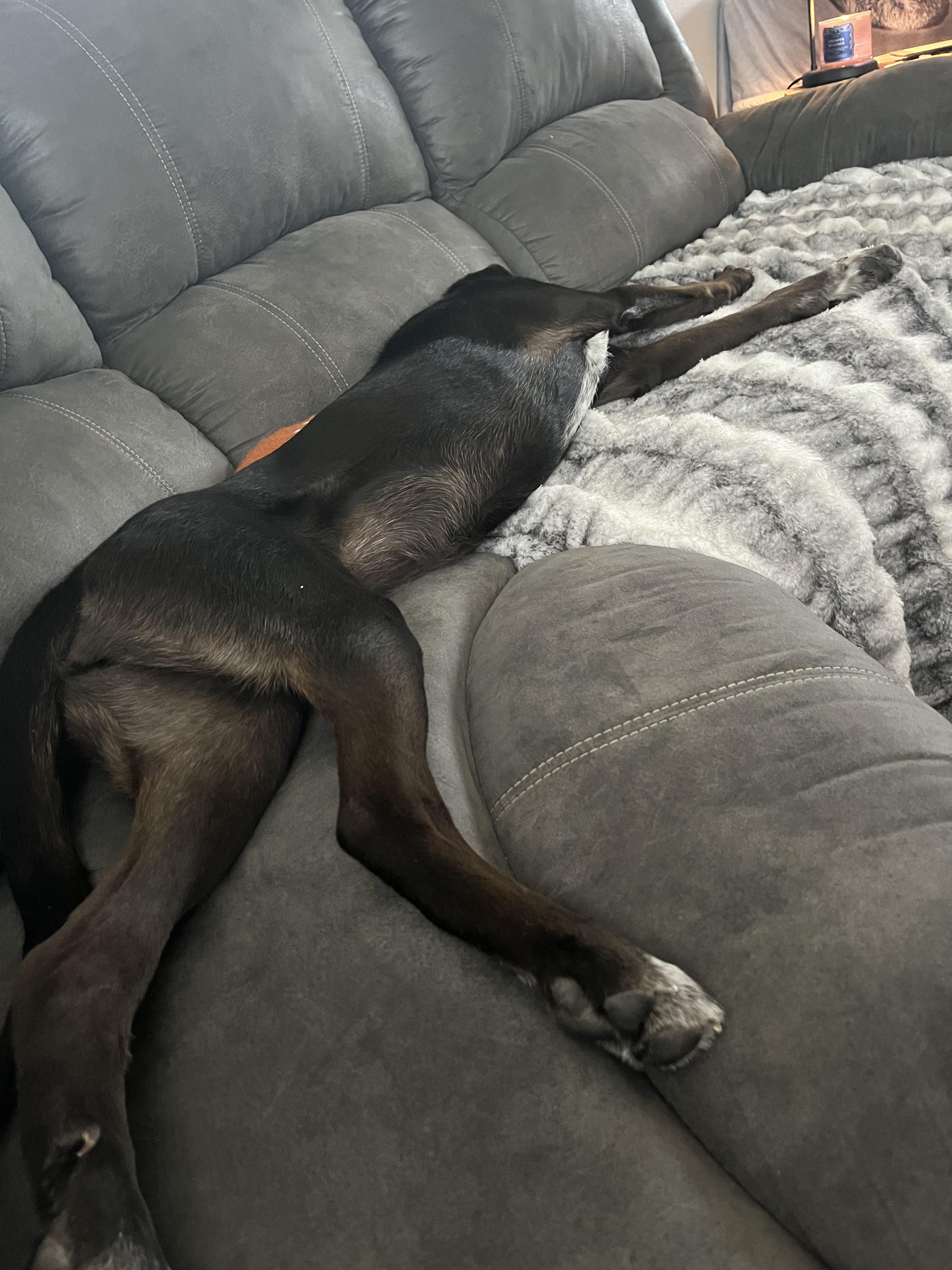 Gina, an adoptable mixed breed in Cedar Rapids, IA image 3/5