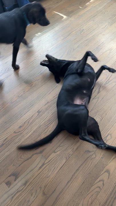 Enlarge Gina, an adoptable mixed breed in Cedar Rapids, IA video 4/5