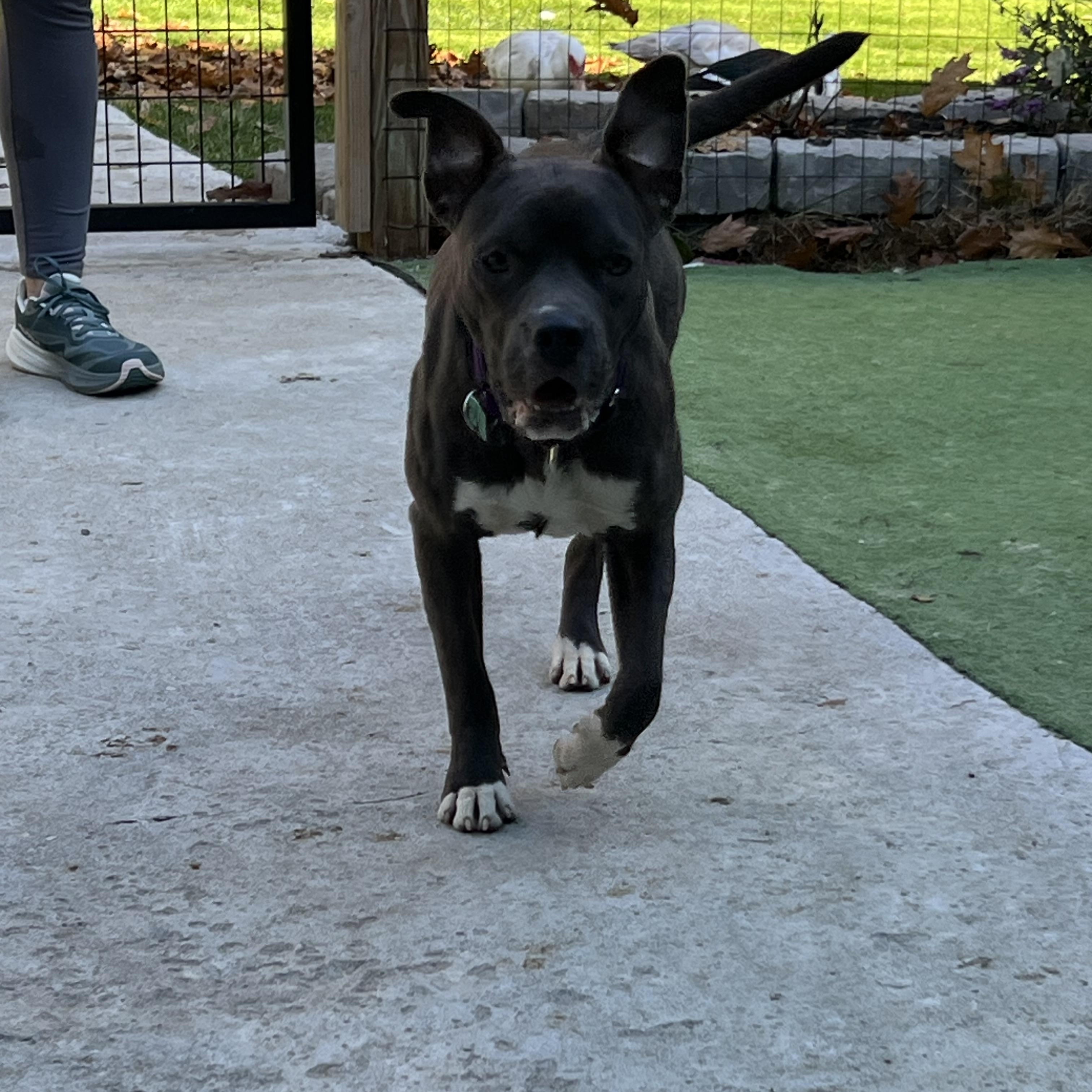 Enlarge Carlie, a Adoptable Mixed Breed in Bowdoin, ME image 5/6