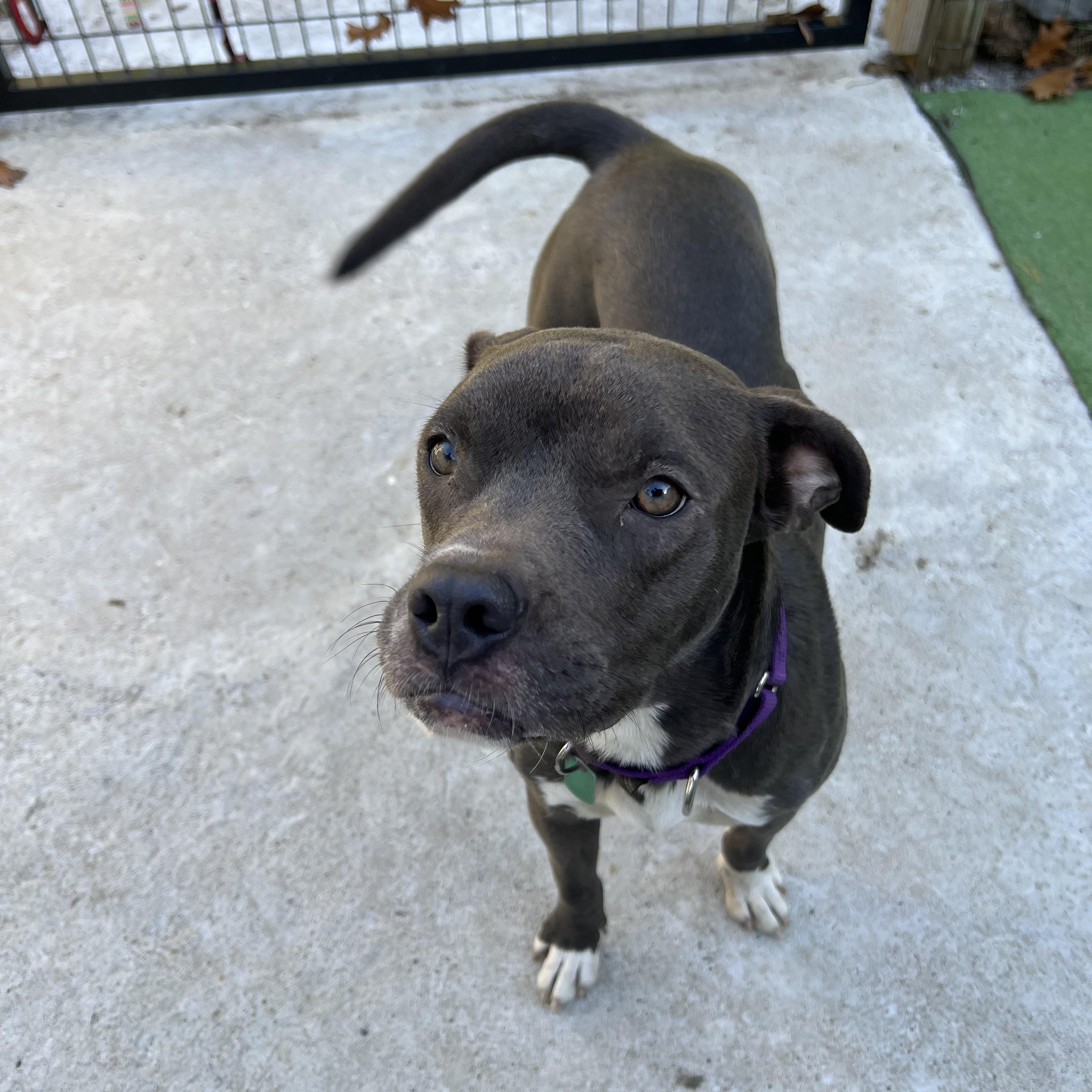 Enlarge Carlie, a Adoptable Mixed Breed in Bowdoin, ME image 6/6