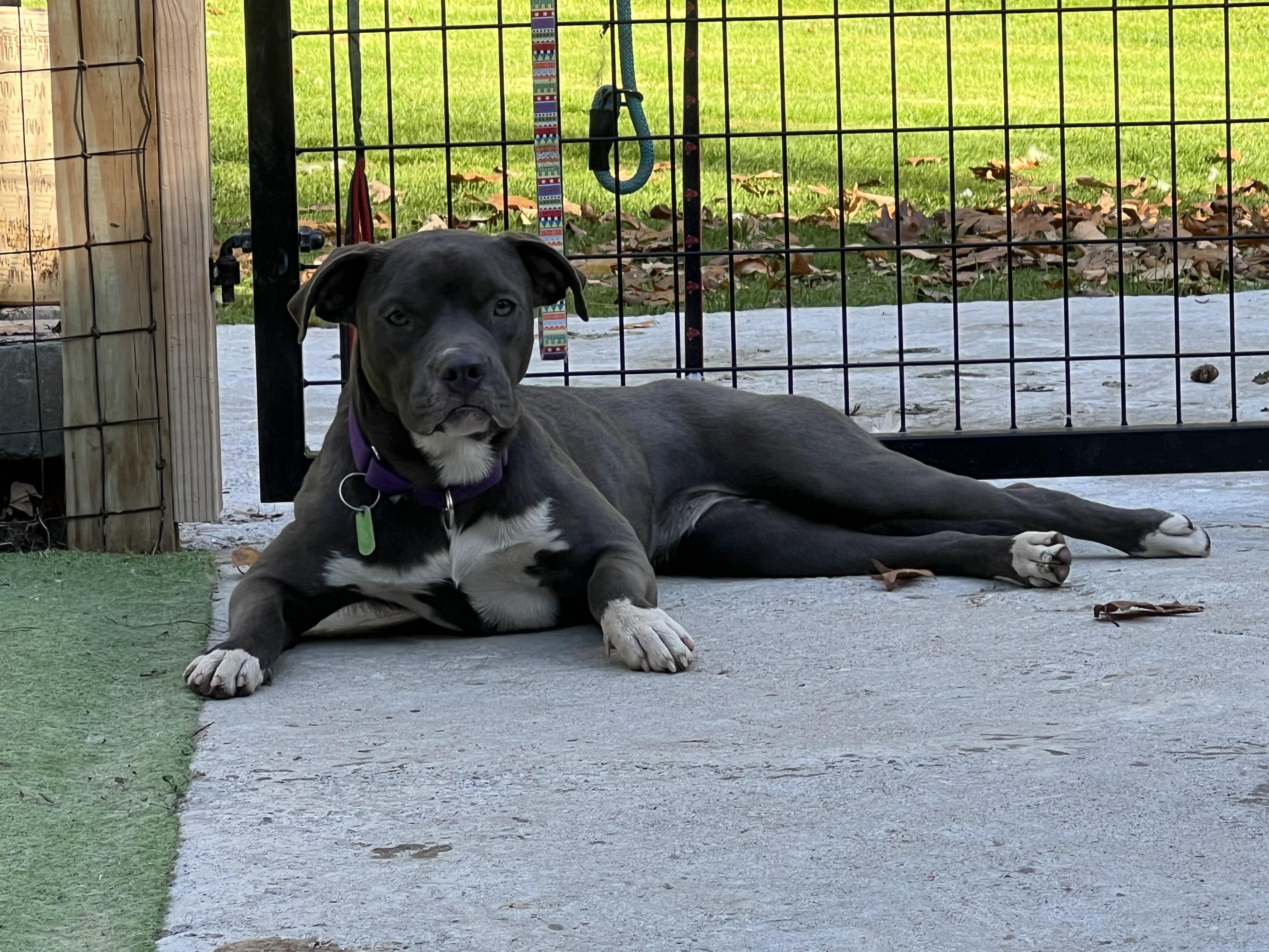 Enlarge Carlie, a Adoptable Mixed Breed in Bowdoin, ME image 4/6
