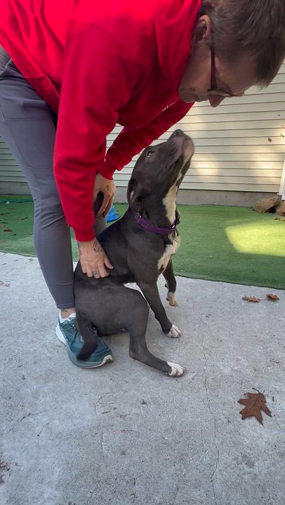 Enlarge Carlie, a Adoptable Mixed Breed in Bowdoin, ME video 3/6