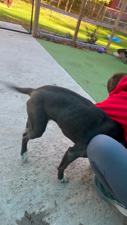 Enlarge Carlie, a Adoptable Mixed Breed in Bowdoin, ME video 2/6