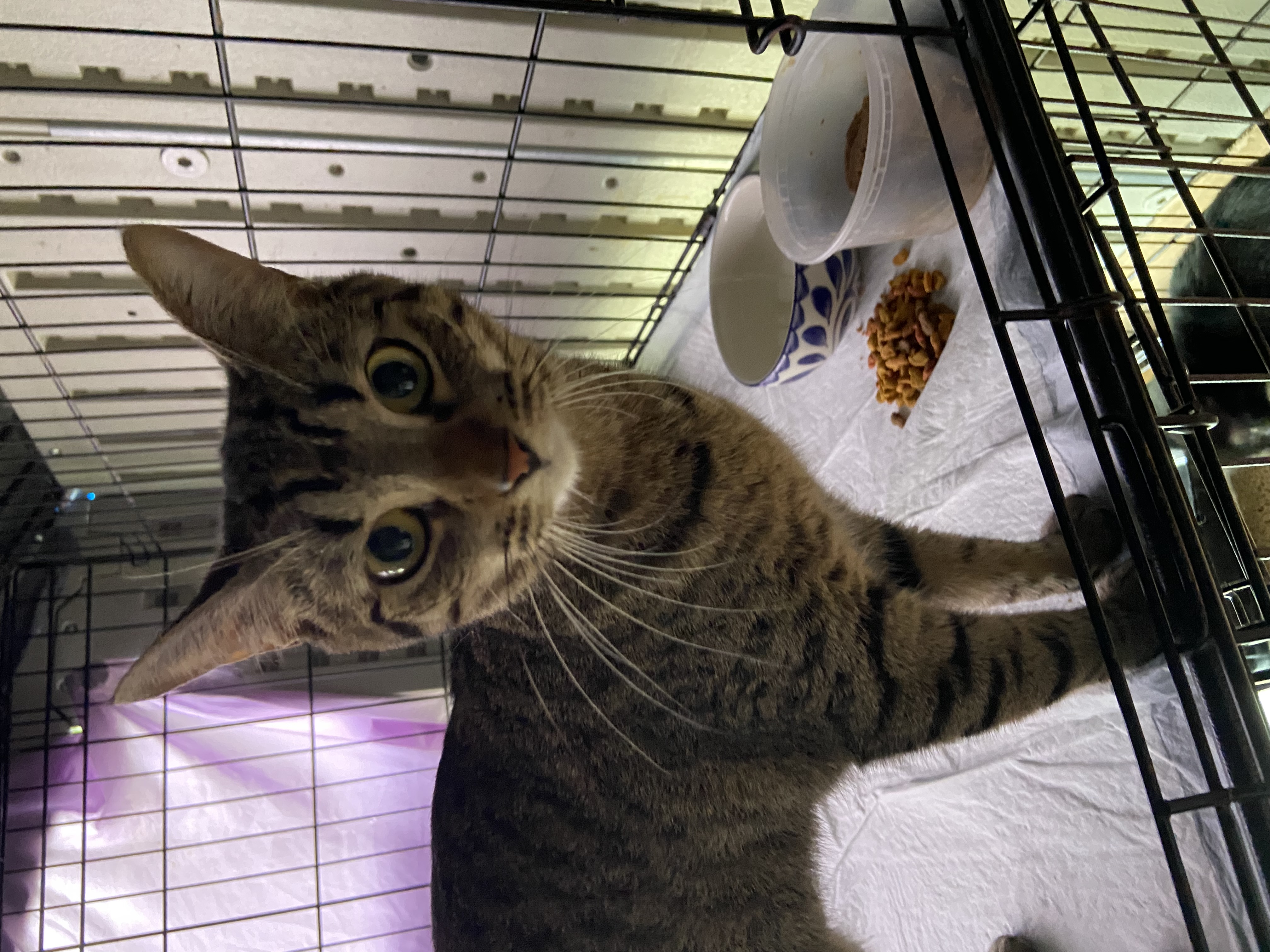 Enlarge Bella, a Adopted Domestic Short Hair in brooklyn, NY image 1/1