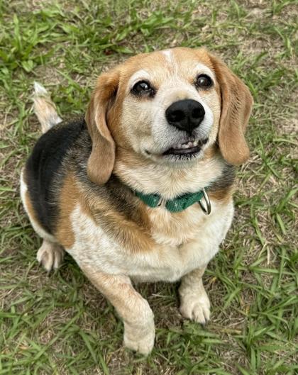 Bart, a ADOPTABLE Beagle in Inverness, FL image 2/3