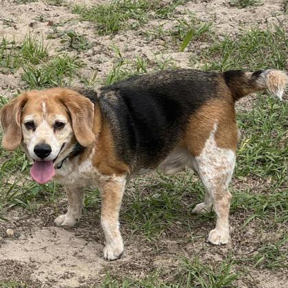Bart, a ADOPTABLE Beagle in Inverness, FL image 1/3