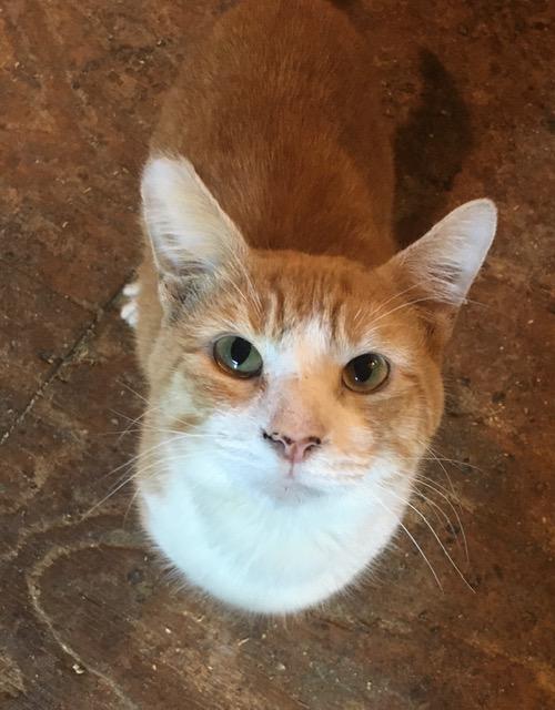 Enlarge Wally, an adopted Domestic Short Hair in Hartford, CT image 5/6