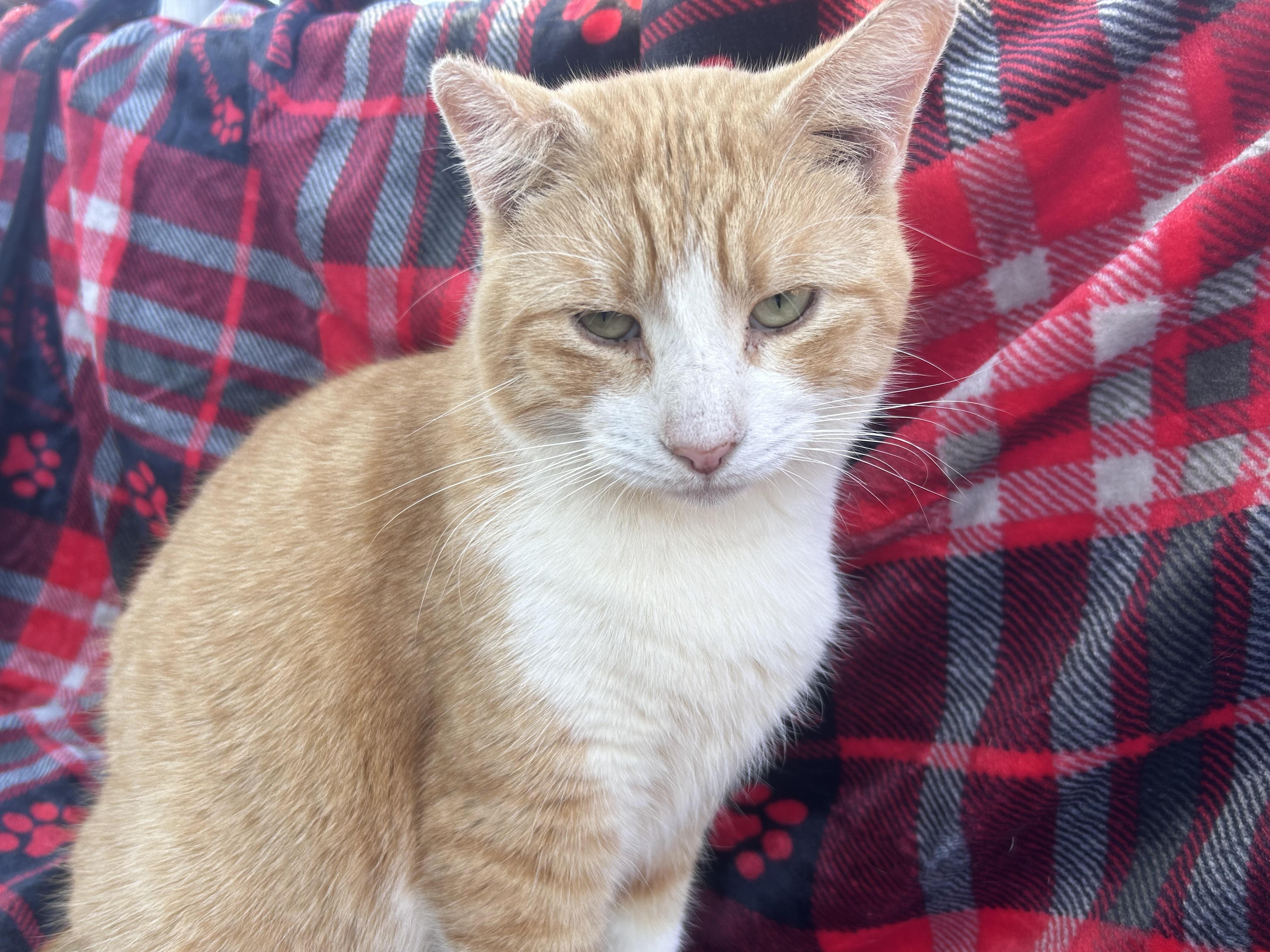 Enlarge Wally, an adopted Domestic Short Hair in Hartford, CT image 2/6