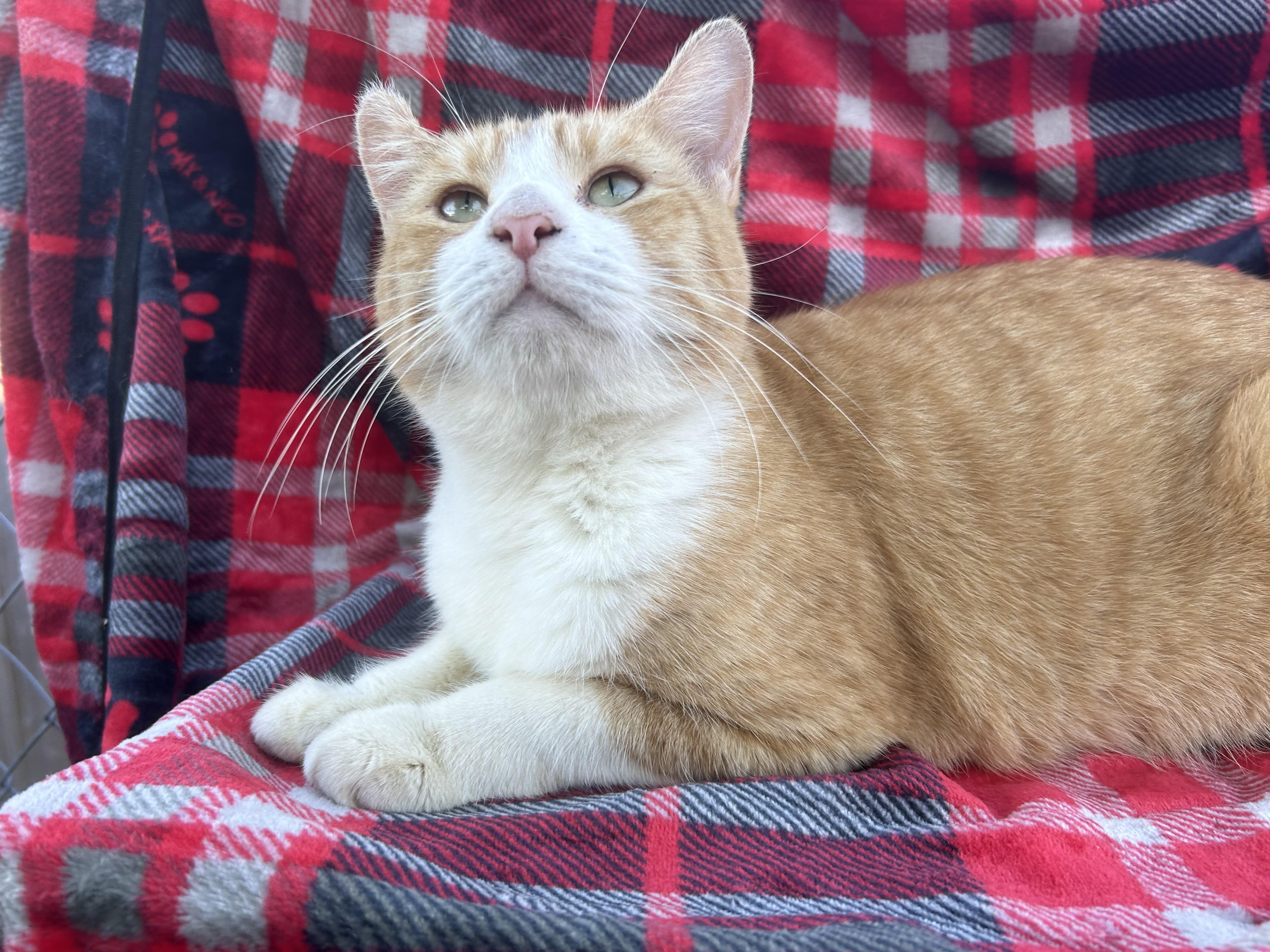 Enlarge Wally, an adopted Domestic Short Hair in Hartford, CT image 1/6