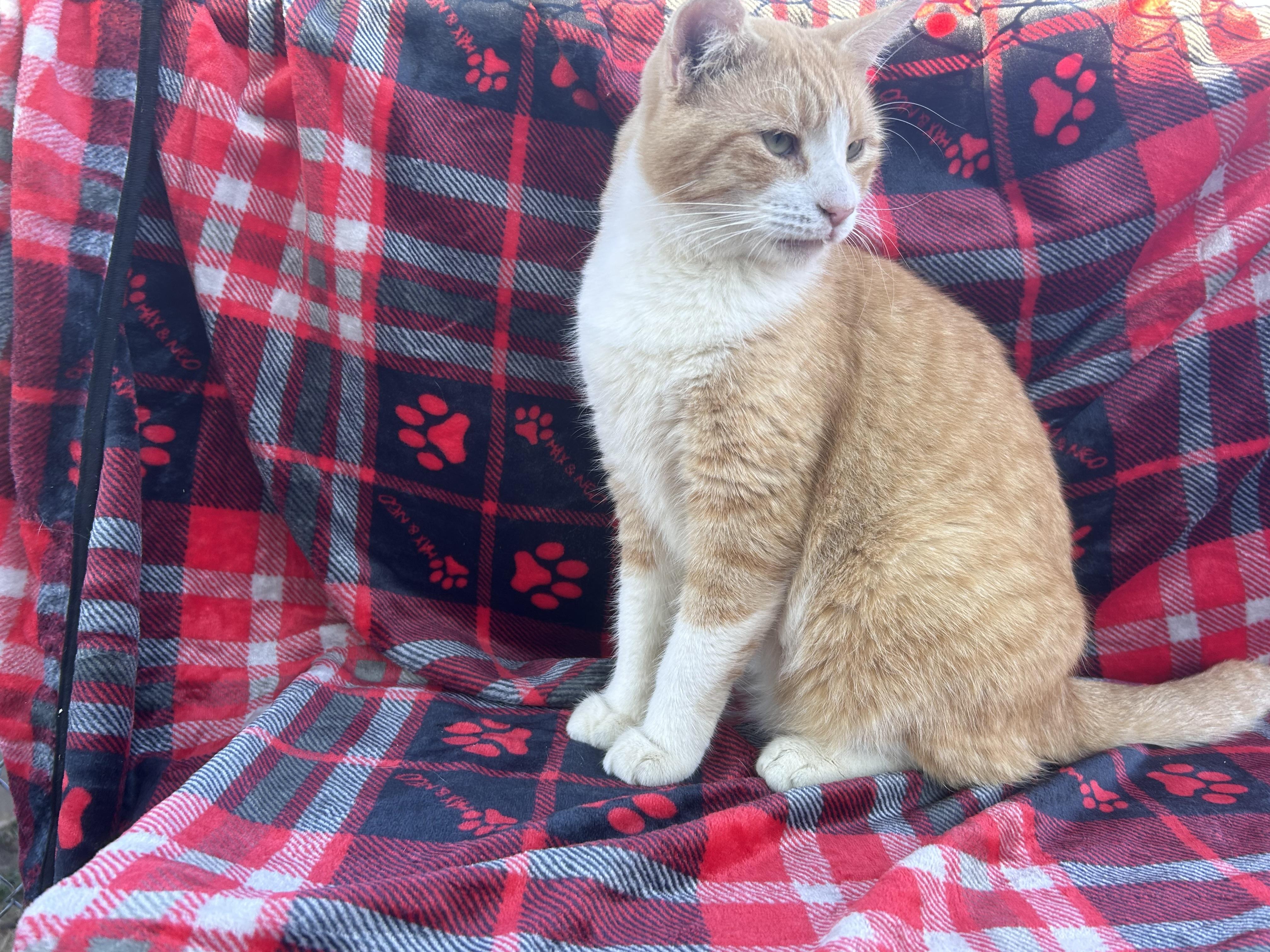 Enlarge Wally, an adopted Domestic Short Hair in Hartford, CT image 6/6