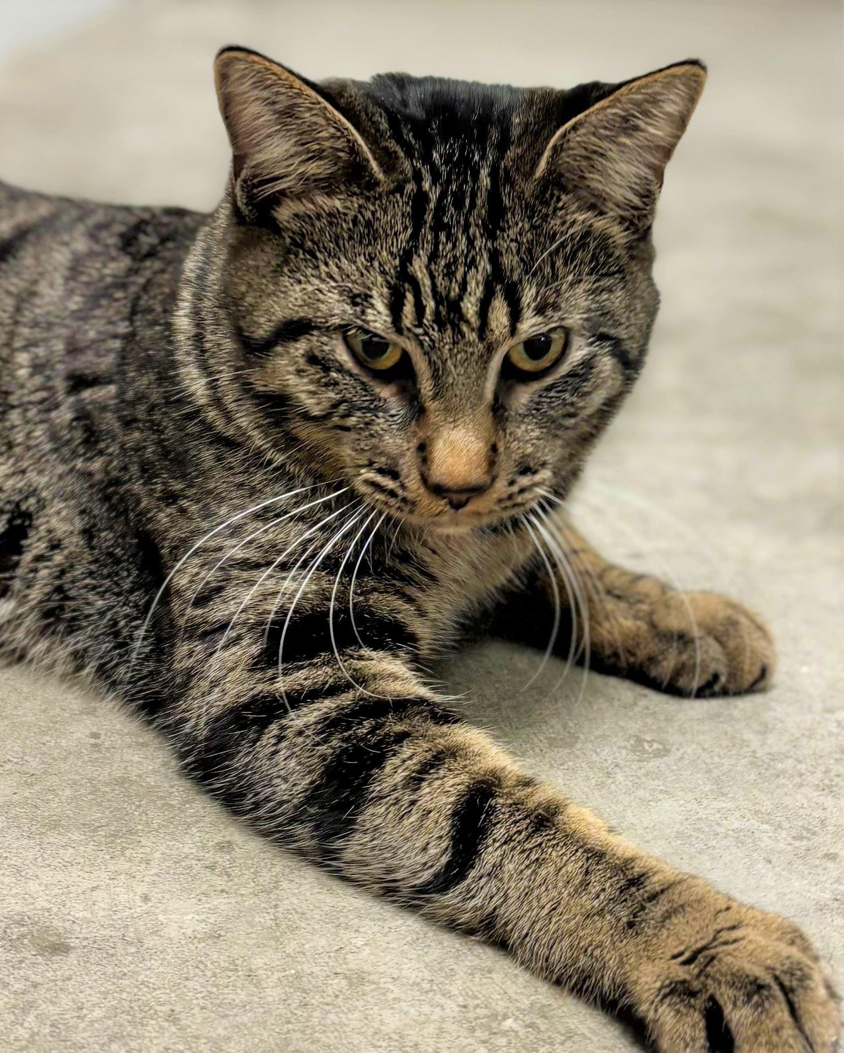 Enlarge Oboe, an adopted Domestic Short Hair in Iowa City, IA image 2/2