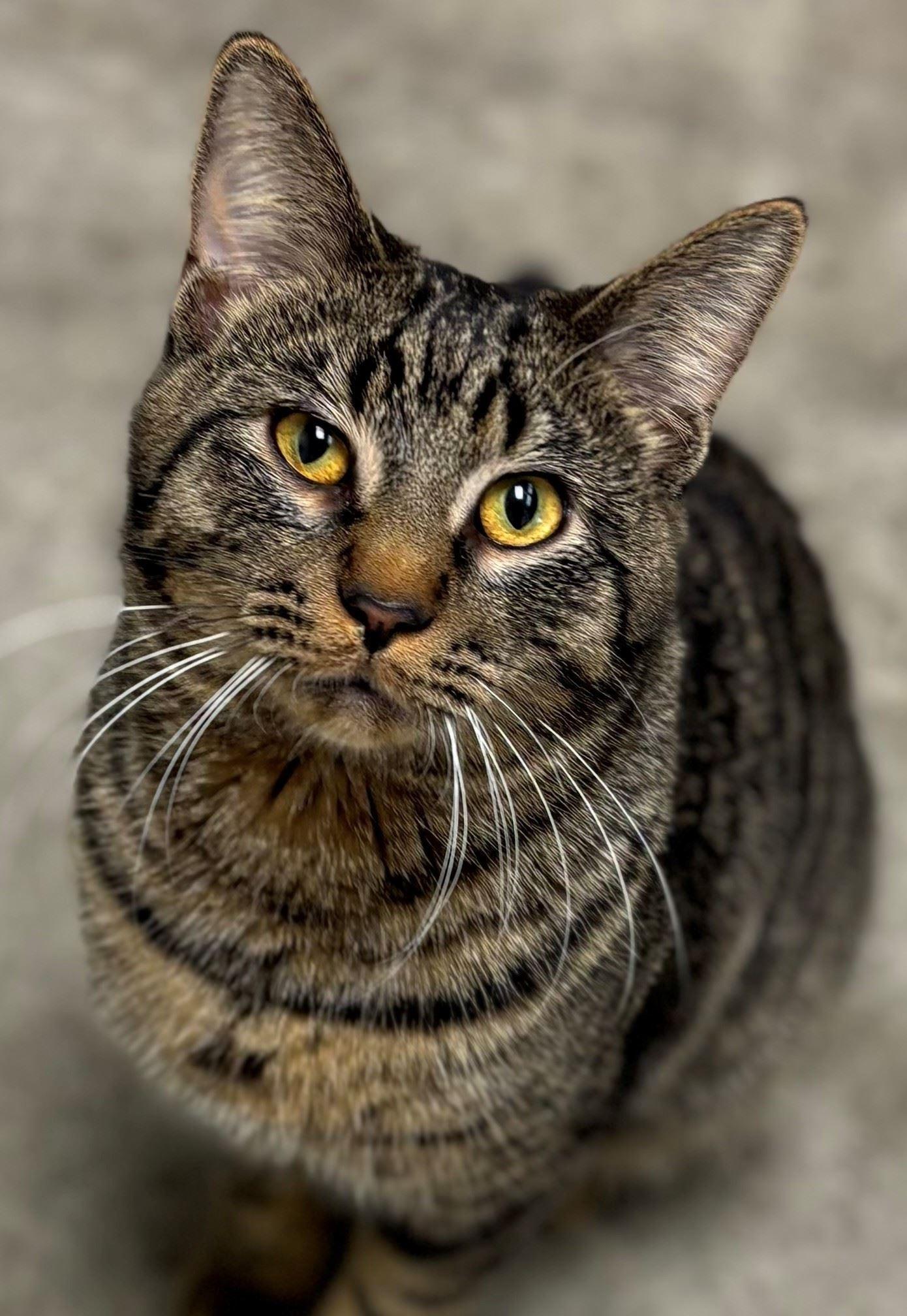 Oboe, adopted, Young Male Domestic Short Hair.