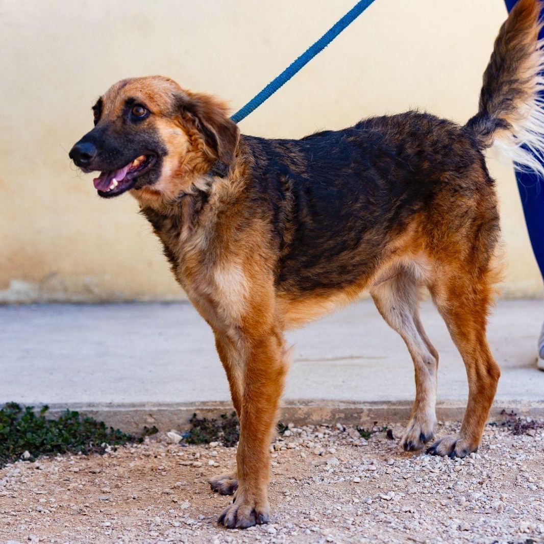 Tony, a ADOPTABLE mixed breed in New York, NY image 1/6