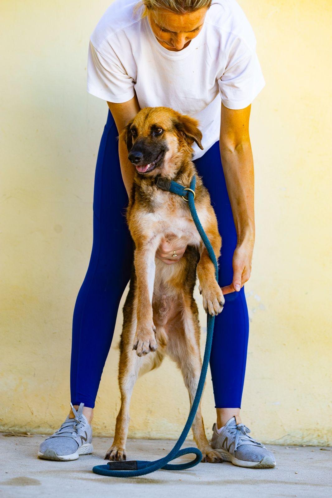 Tony, a ADOPTABLE mixed breed in New York, NY image 5/6