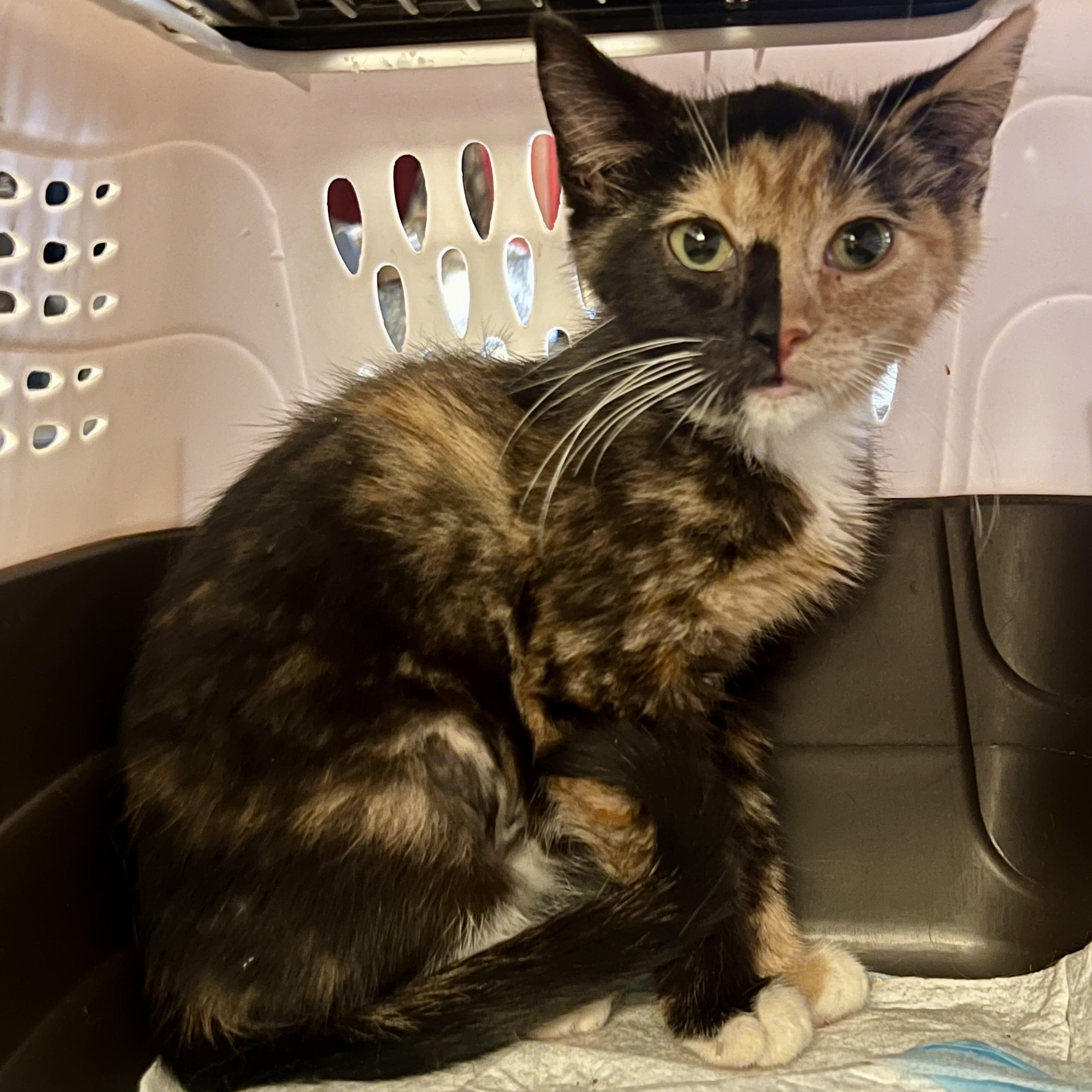 Jackies Cali, a Adoptable Calico in Glendora, CA image 2/3