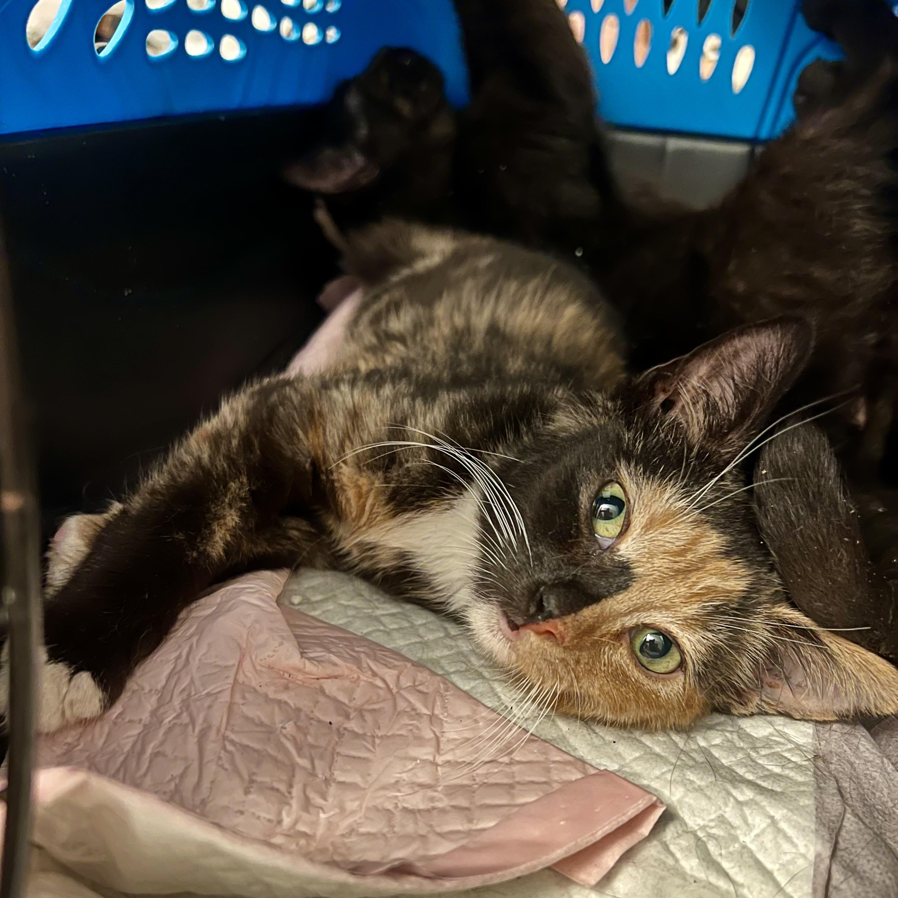 Jackies Cali, a Adoptable Calico in Glendora, CA image 3/3