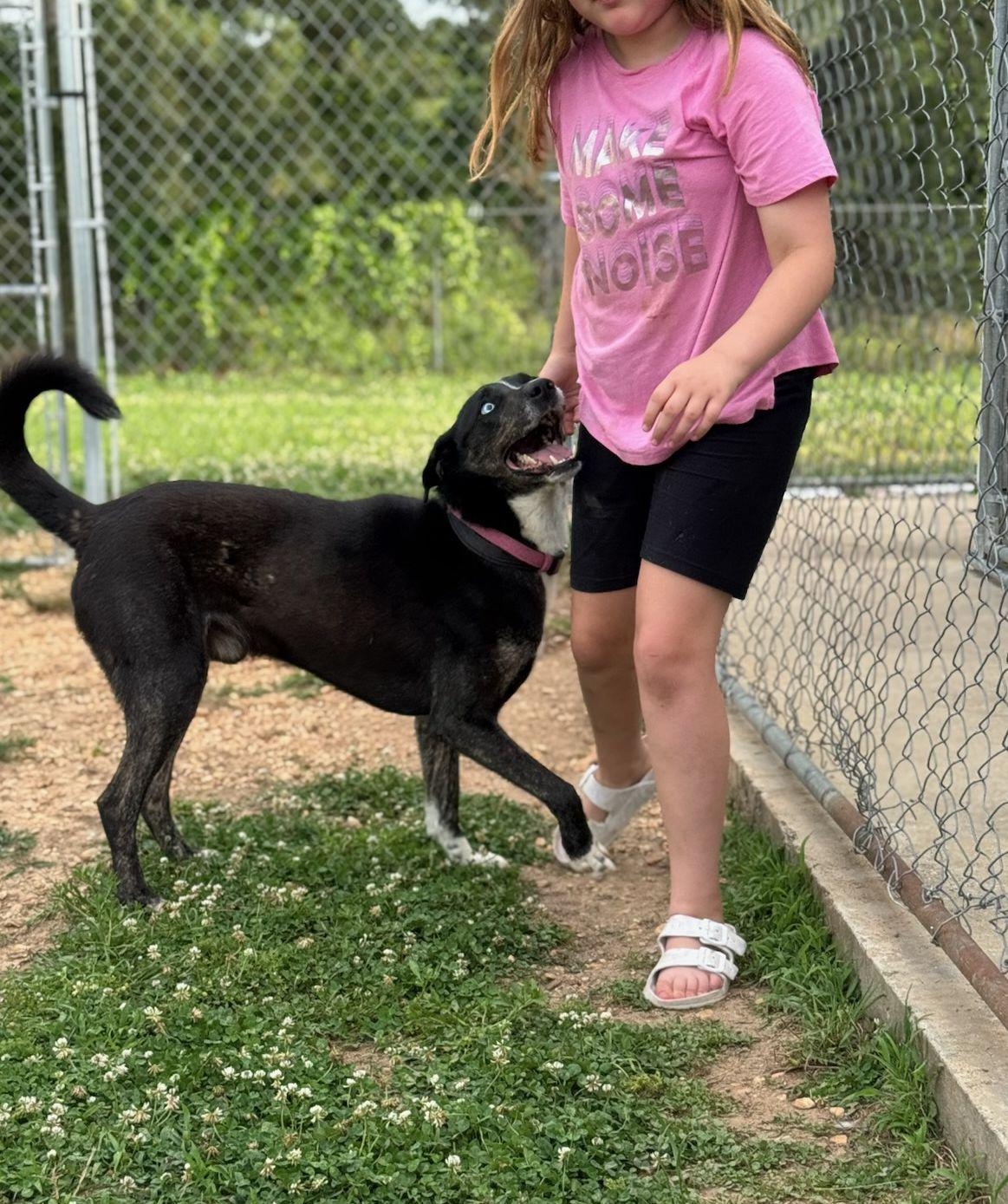 Enlarge Bandit, a Adoptable mixed breed in Monticello, MS image 2/3