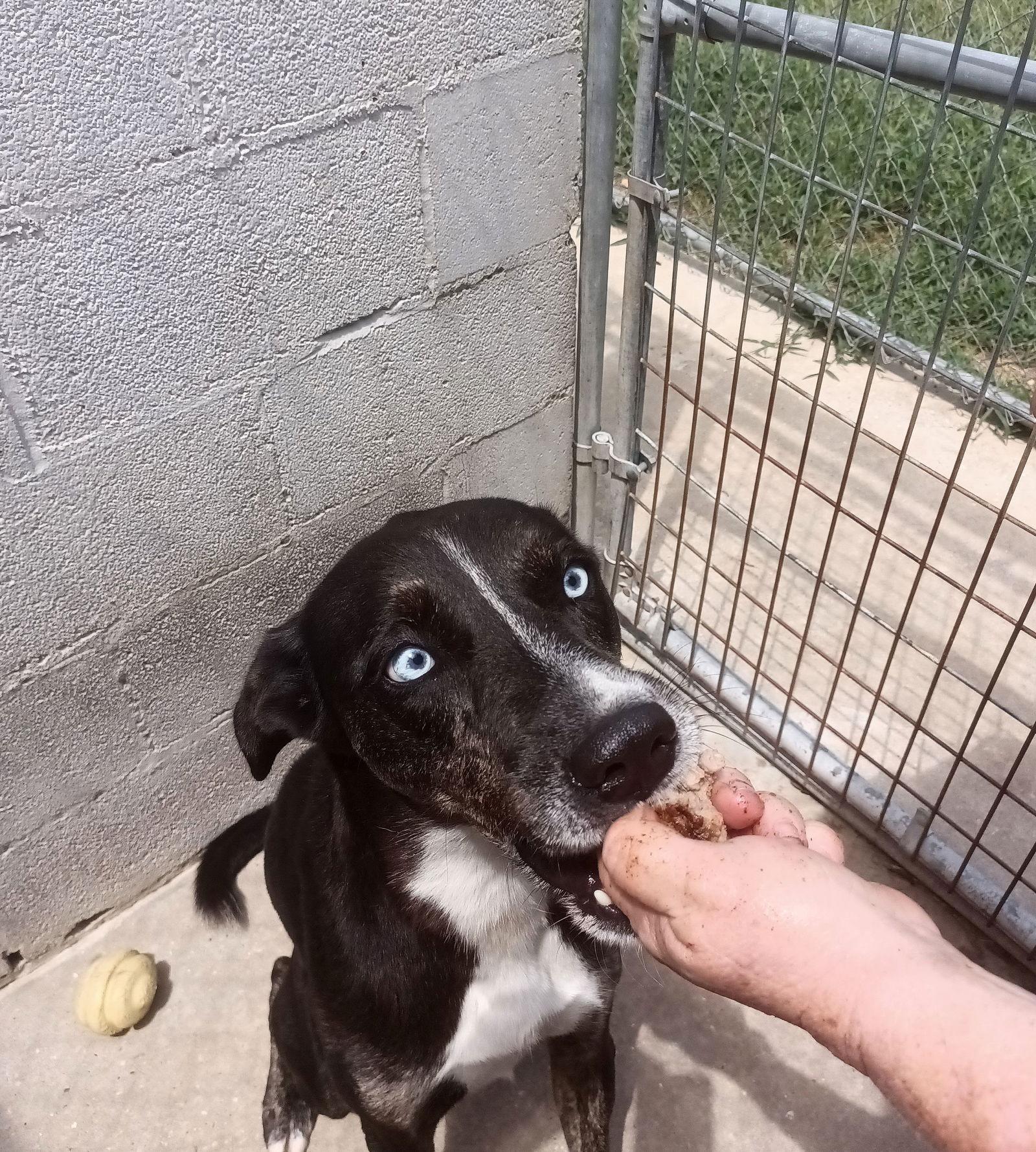 Enlarge Bandit, a Adoptable mixed breed in Monticello, MS image 3/3