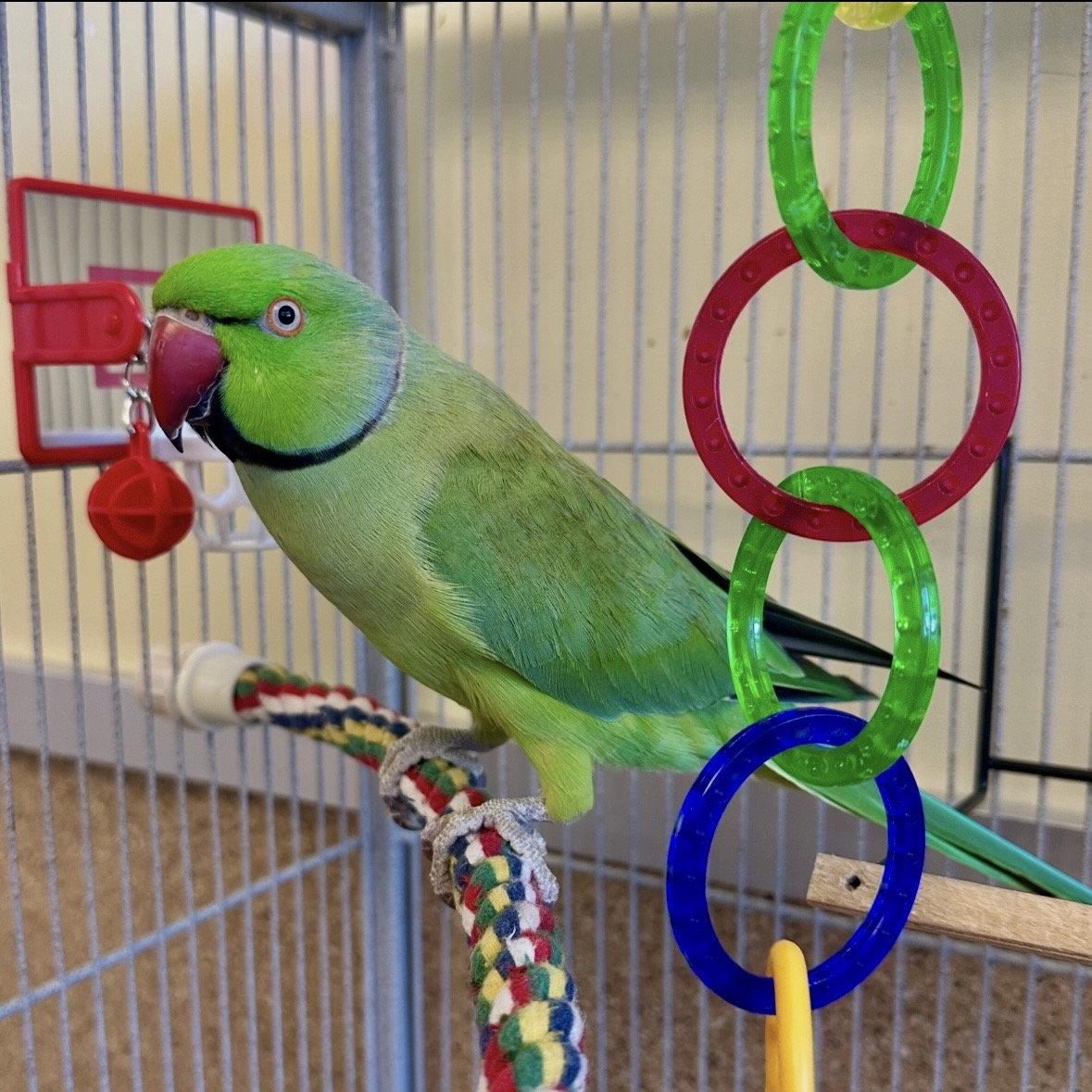 Green Bean photo