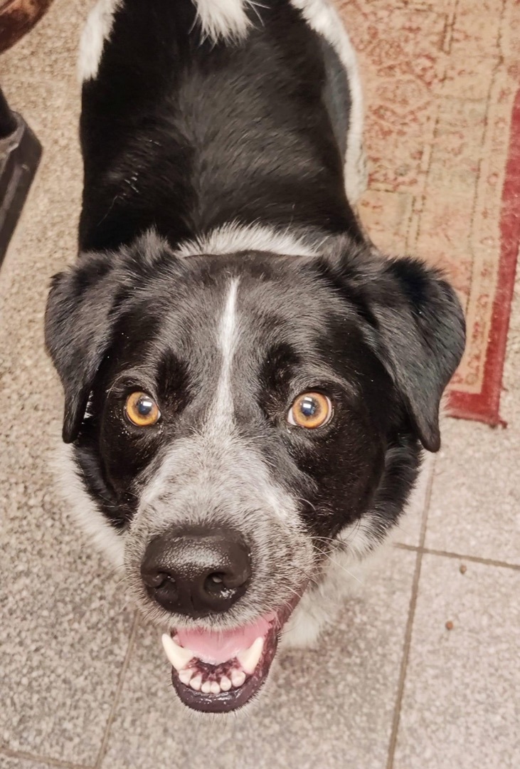 Ash, a Adoptable Border Collie in Gainesville, GA image 1/3