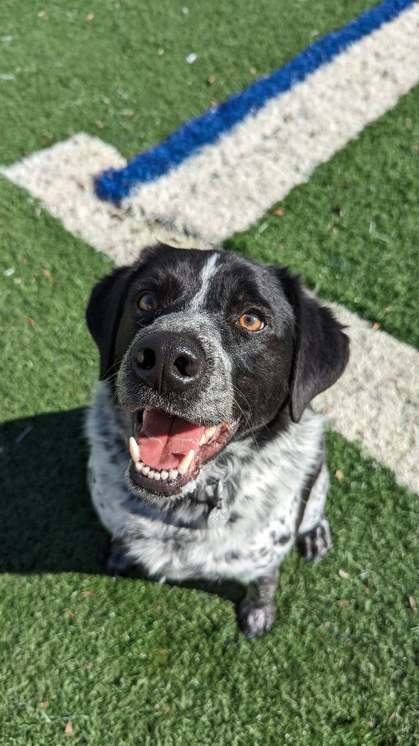 Ash, Adoptable, Adult Male Border Collie.