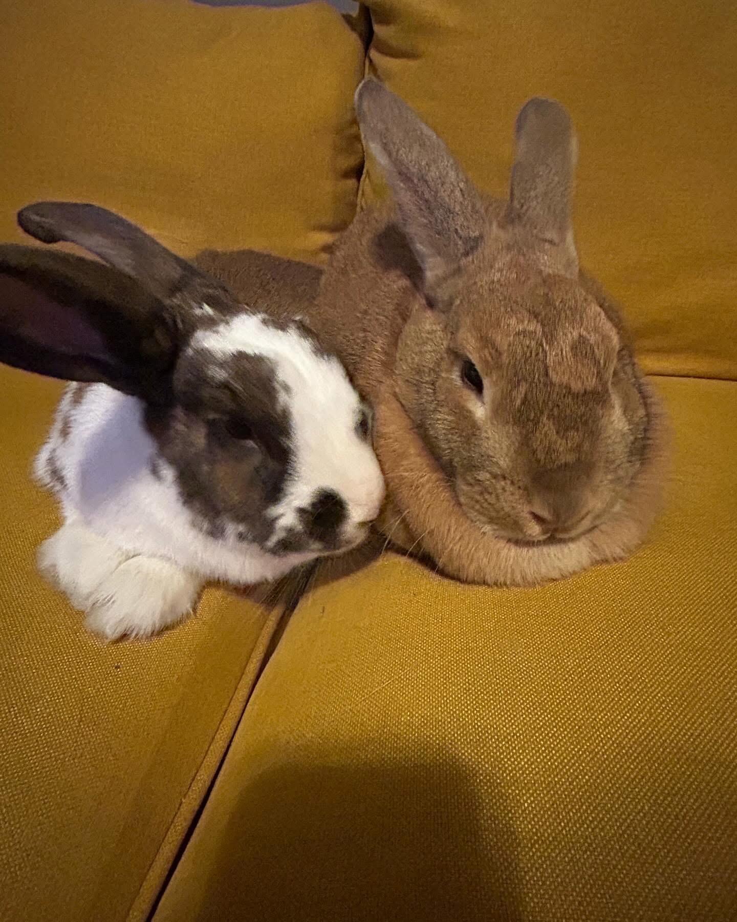 Enlarge Brownie, a Adoptable mixed breed in Midlothian, VA image 4/4