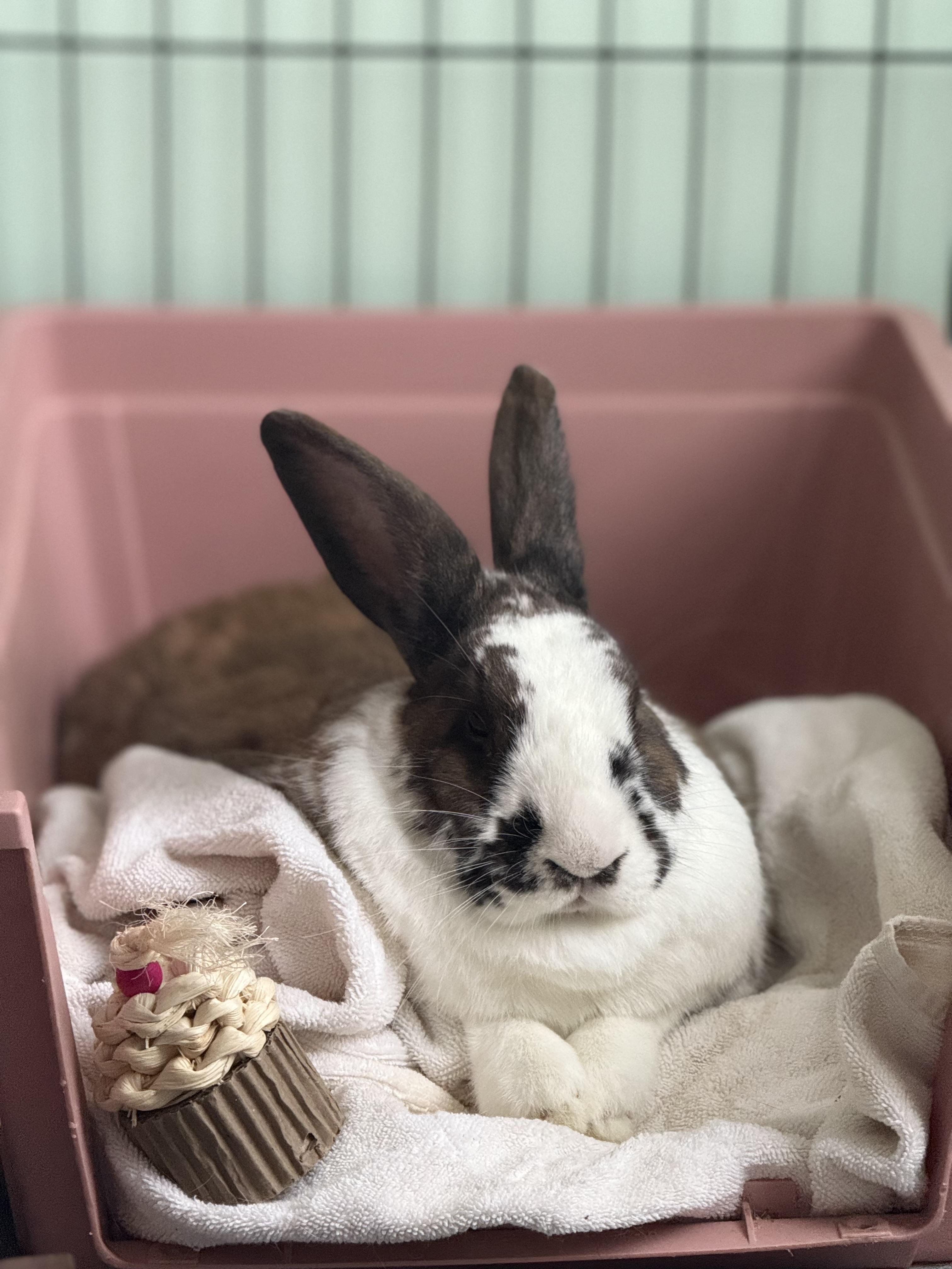 Enlarge Brownie, a Adoptable mixed breed in Midlothian, VA image 2/4