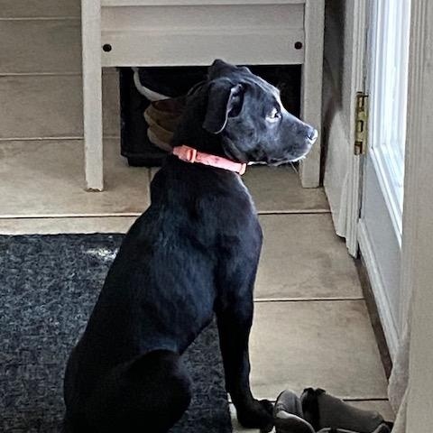 Enlarge Zora, a ADOPTABLE mixed breed in Appin, ON image 3/6