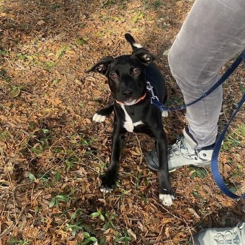 Enlarge Zora, a ADOPTABLE mixed breed in Appin, ON image 5/6