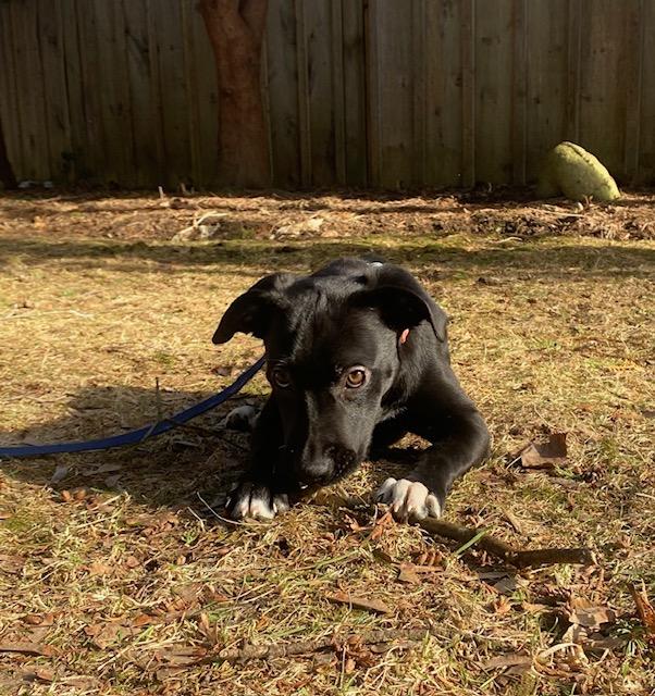 Enlarge Zora, a ADOPTABLE mixed breed in Appin, ON image 4/6